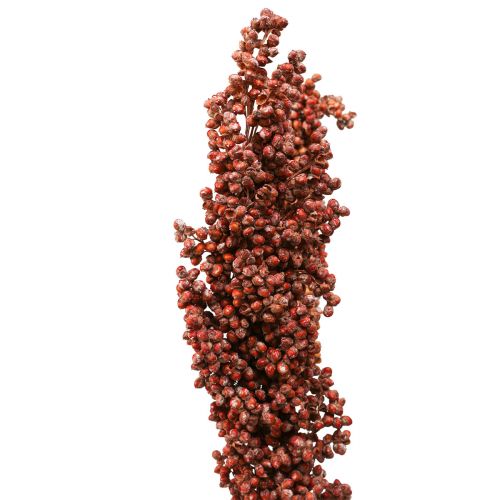 Floristik24 Sušené květy Čirok proso oranžové suché květy 70cm 3ks