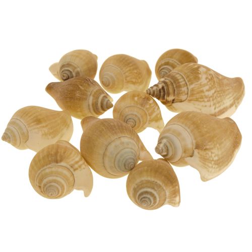 Snail Shells Deco Sea Snail Brown White 3,5-5cm 250g