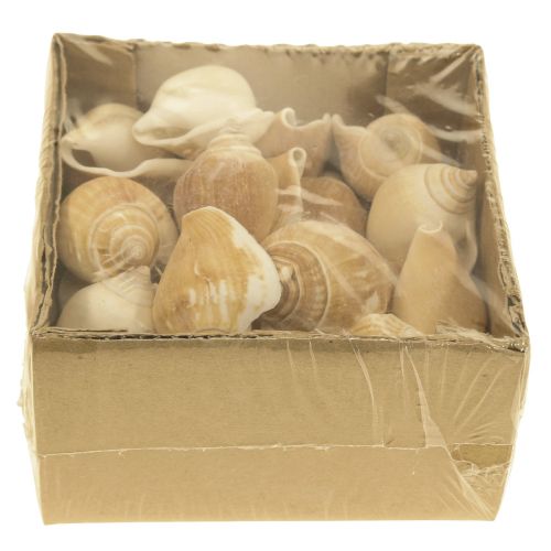 Floristik24 Snail Shells Deco Sea Snail Brown White 3,5-5cm 250g