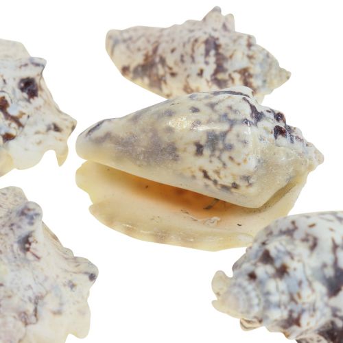 Šnečí ulity deco mořští šneci přírodní 5,5-7,5cm 250g