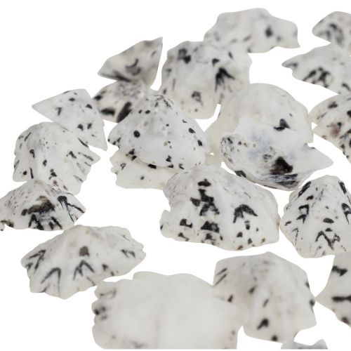 Floristik24 Shell Deco Shells Bílá Černá Malá 1-2,5cm 250g