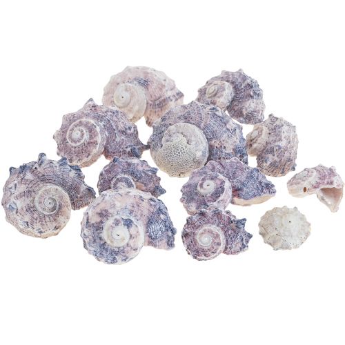 Floristik24 Šnečí lastury Deco Sea Snails Purple White 3-6cm 250g