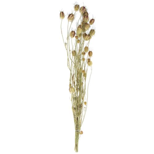 Floristik24 Nigella sušená květina Jungfer im Grünen suché květinářství 24-45cm 20g