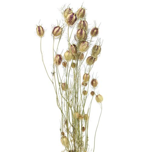 Floristik24 Nigella sušená květina Jungfer im Grünen suché květinářství 24-45cm 20g