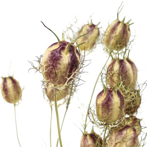 Floristik24 Nigella sušená květina Jungfer im Grünen suché květinářství 24-45cm 20g