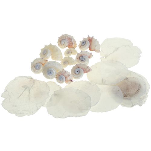 Capiz mušle Snail Shell Deco Maritime White Pink 600g