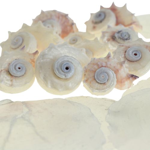 položky Capiz mušle Snail Shell Deco Maritime White Pink 600g