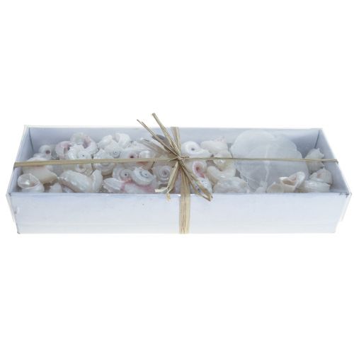 Floristik24 Capiz mušle Snail Shell Deco Maritime White Pink 600g