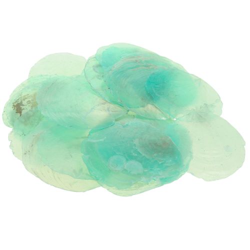 Floristik24 Capiz mušle, capiz disky, perleťové disky tyrkysové 6,5–9,5 cm 650g