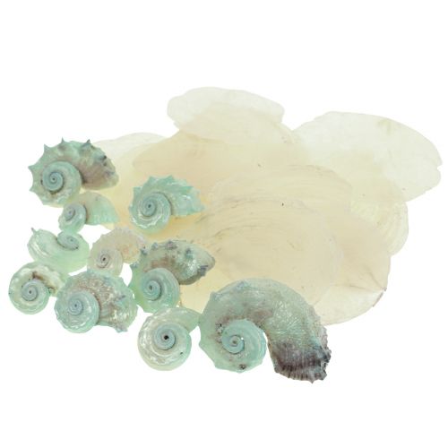 Capiz perleťová ulita perleťové plátky ulita mořského šneka zelená 2–9 cm 650g