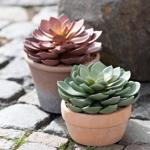 položky Sukulentní rostlina v květináči Echeveria umělá zelená Ø15cm