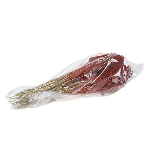 Floristik24 Achillea 1kg mák červený