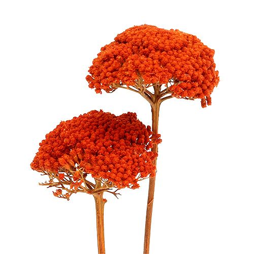 Floristik24 Achillea Orange Sušené květiny Řebříček 45-60cm 1kg
