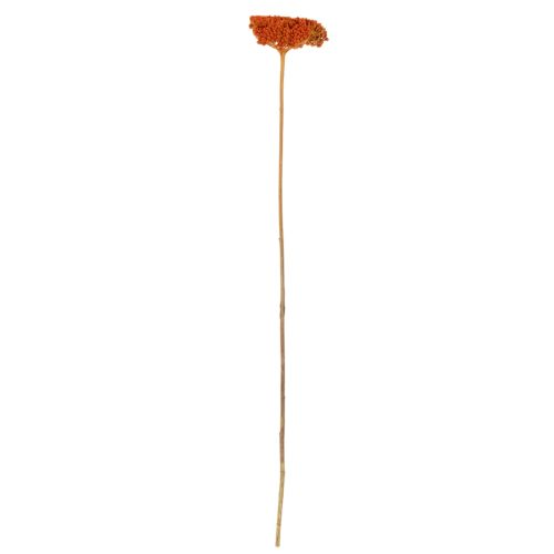 Sušené květy Achillea Orange, řebříček obecný, 45-60 cm, 1 kg | Floristik24.cz