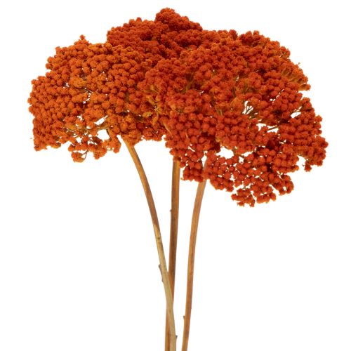 Sušené květy Achillea Orange,