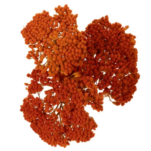 Sušené květy Achillea Orange,