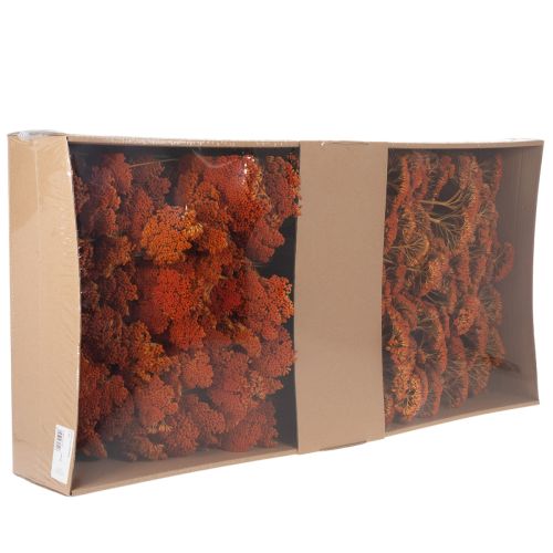 Sušené květy Achillea Orange,