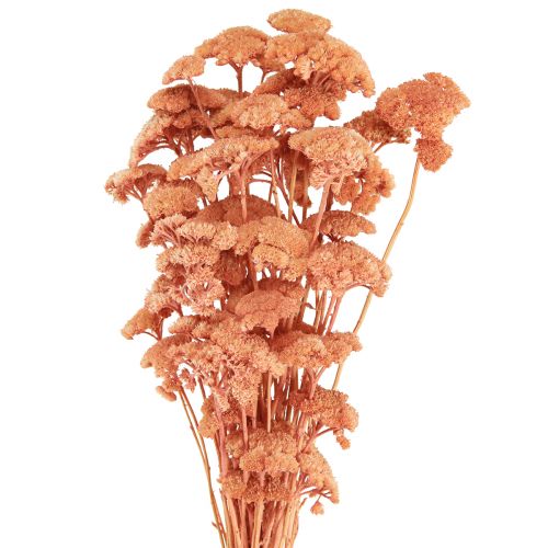 položky Achillea řebříček sušené luční květy losos 40-50cm 80g
