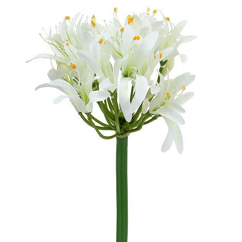 Floristik24 Agapanthus bílý 78cm 1ks