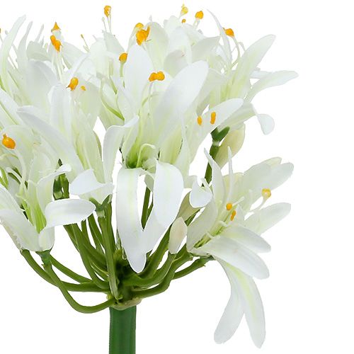 Floristik24 Agapanthus bílý 78cm 1ks