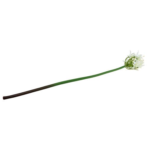 Floristik24 Agapanthus bílý 78cm 1ks