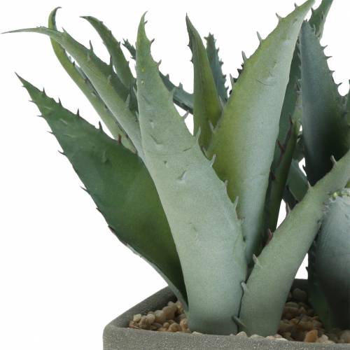 Floristik24 Sukulentní agáve v květináči H17cm