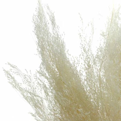 Floristik24 Suchá tráva Agrostis bělená 40g