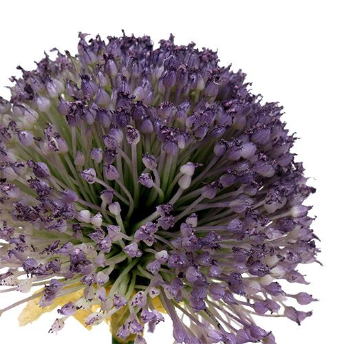 položky Allium 87 cm Levandule