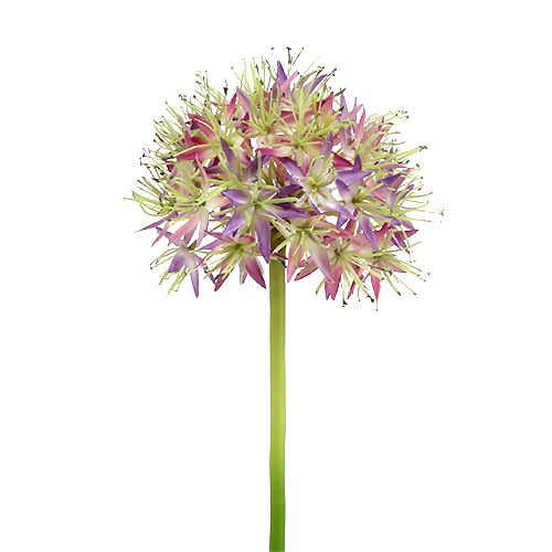 Floristik24 Allium světle fialová L76cm