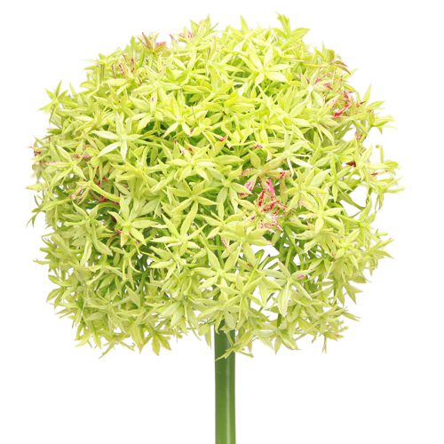 položky Allium zelený květ umělá okrasná cibule Ø18cm 90cm