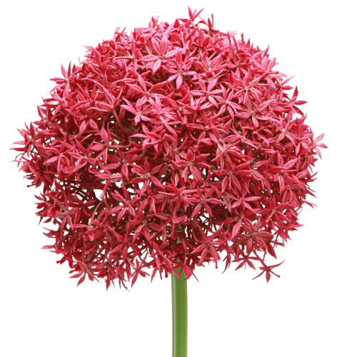 položky Allium in Bordeaux umělý okrasný česnek Ø18cm L90cm