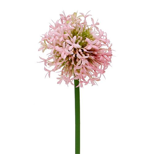 Floristik24 Allium umělá růžová 51cm