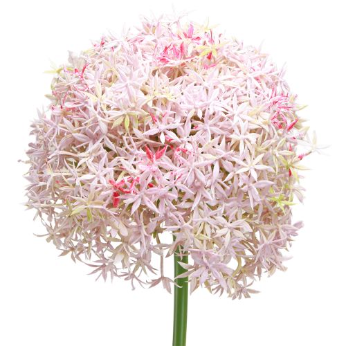položky Allium s růžovými květy umělá cibule Ø18cm L90cm
