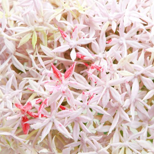 položky Allium s růžovými květy umělá cibule Ø18cm L90cm