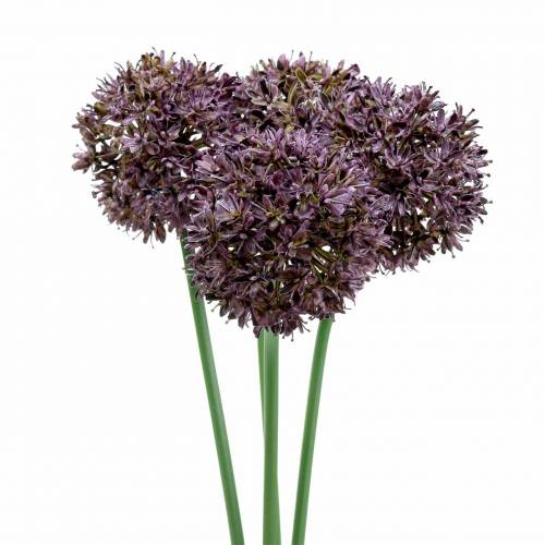 Floristik24 Cibulačka okrasná Allium umělá fialová Ø7cm V58cm 4ks