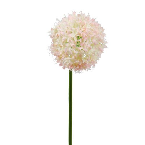 Floristik24 Allium krémově růžová Ø15cm L70cm