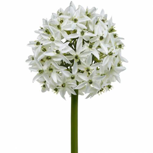 Floristik24 Dekorativní květina Allium, umělá kulička pórek, okrasná cibule bílá Ø20cm L72cm