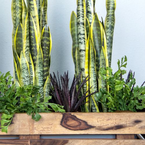 položky Aloe Vera umělá fialová 26cm