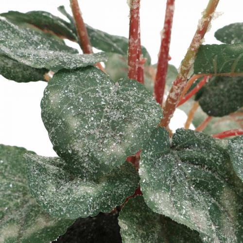Floristik24 Cyclamen v krémové barvě 28cm