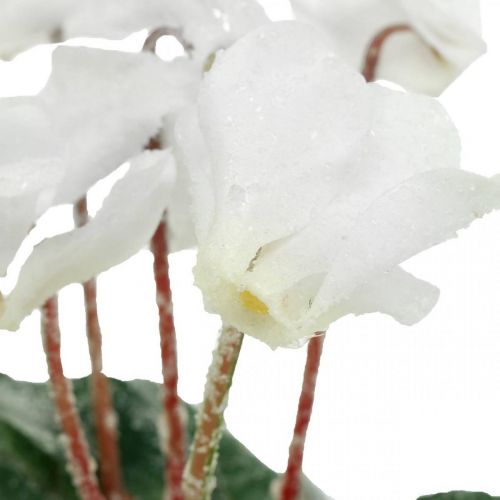 Floristik24 Cyclamen v krémové barvě 28cm