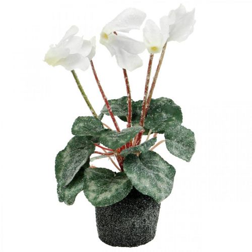 Floristik24 Cyclamen v krémové barvě 28cm