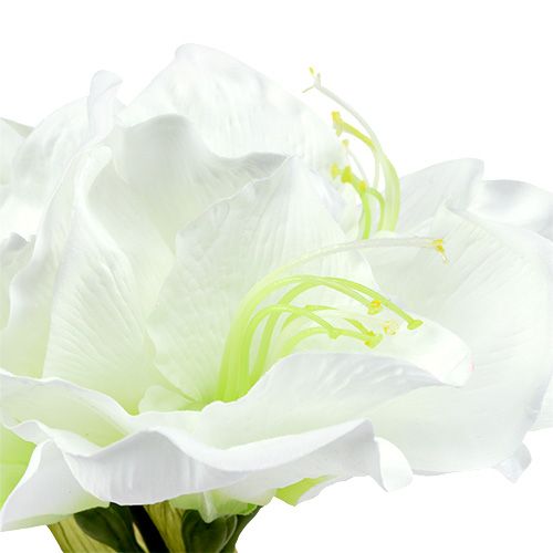 položky Amarylis květ bílý L 73cm 2ks