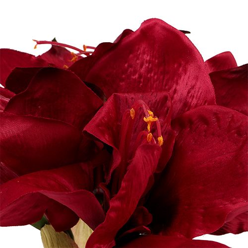 Floristik24 Amaryllis tmavě červená L 73cm 2ks