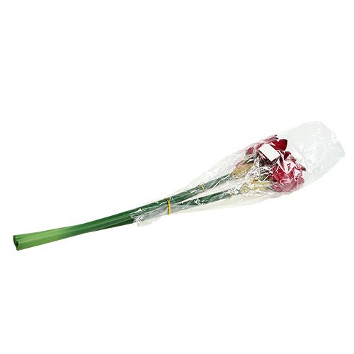 Floristik24 Amaryllis tmavě červená L 73cm 2ks