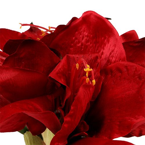 Floristik24 Amaryllis červená L 73cm 2ks