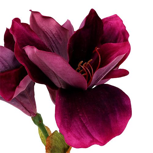 Floristik24 Amarylis se sametovým vřesem 60cm