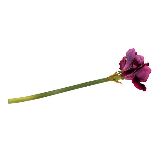 Floristik24 Amarylis se sametovým vřesem 60cm