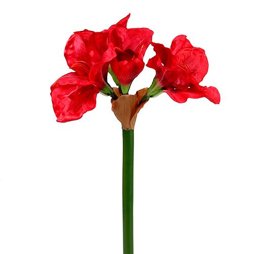 Floristik24 Amaryllis tmavě červená 72,5 cm