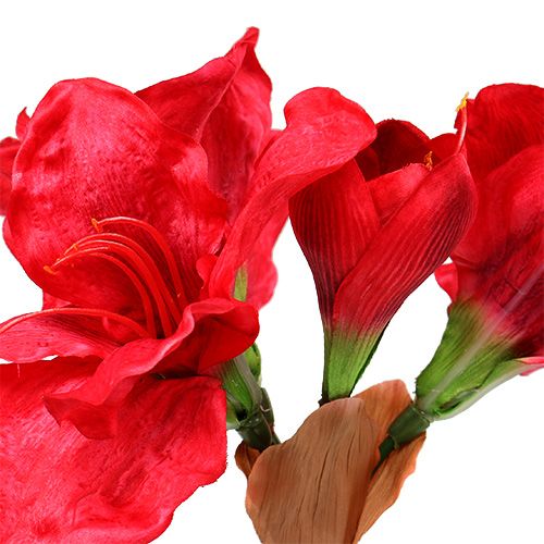 Floristik24 Amaryllis tmavě červená 72,5 cm