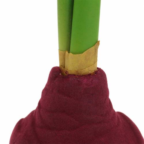 Floristik24 Amaryllis hlíza s poupaty Umělá 30cm vínová